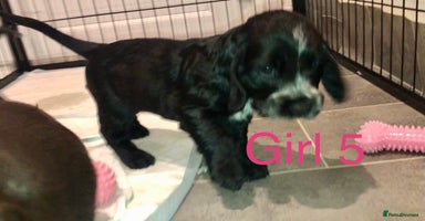 Cocker Spaniel dogs Kc show extensive health tests beautiful colours - Advert 6