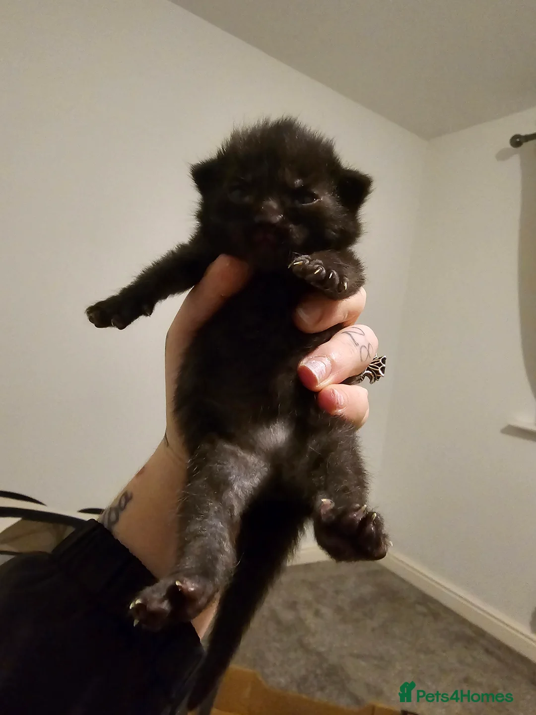 Mixed Breed cats for sale: 3 beautiful tabby kittens  - Advert 3