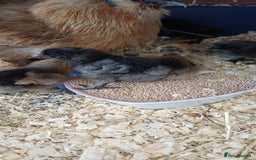 Chickens poultry for sale: Silkie chicks available for new homes - Image 4