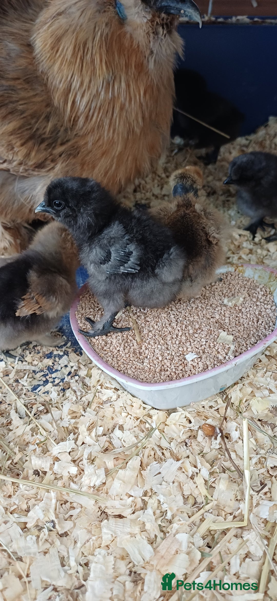 Chickens poultry for sale: Silkie chicks available for new homes - Image 4