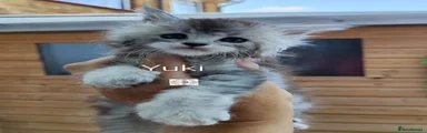 Maine Coon 6