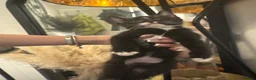 Maine Coon cats for sale: Mainecoone baby’s  - Advert 6