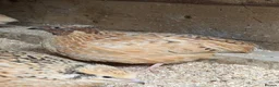 Quail poultry for sale: 17 Mixed Colour Coturnix Quail Hens and Roos - Advert 4