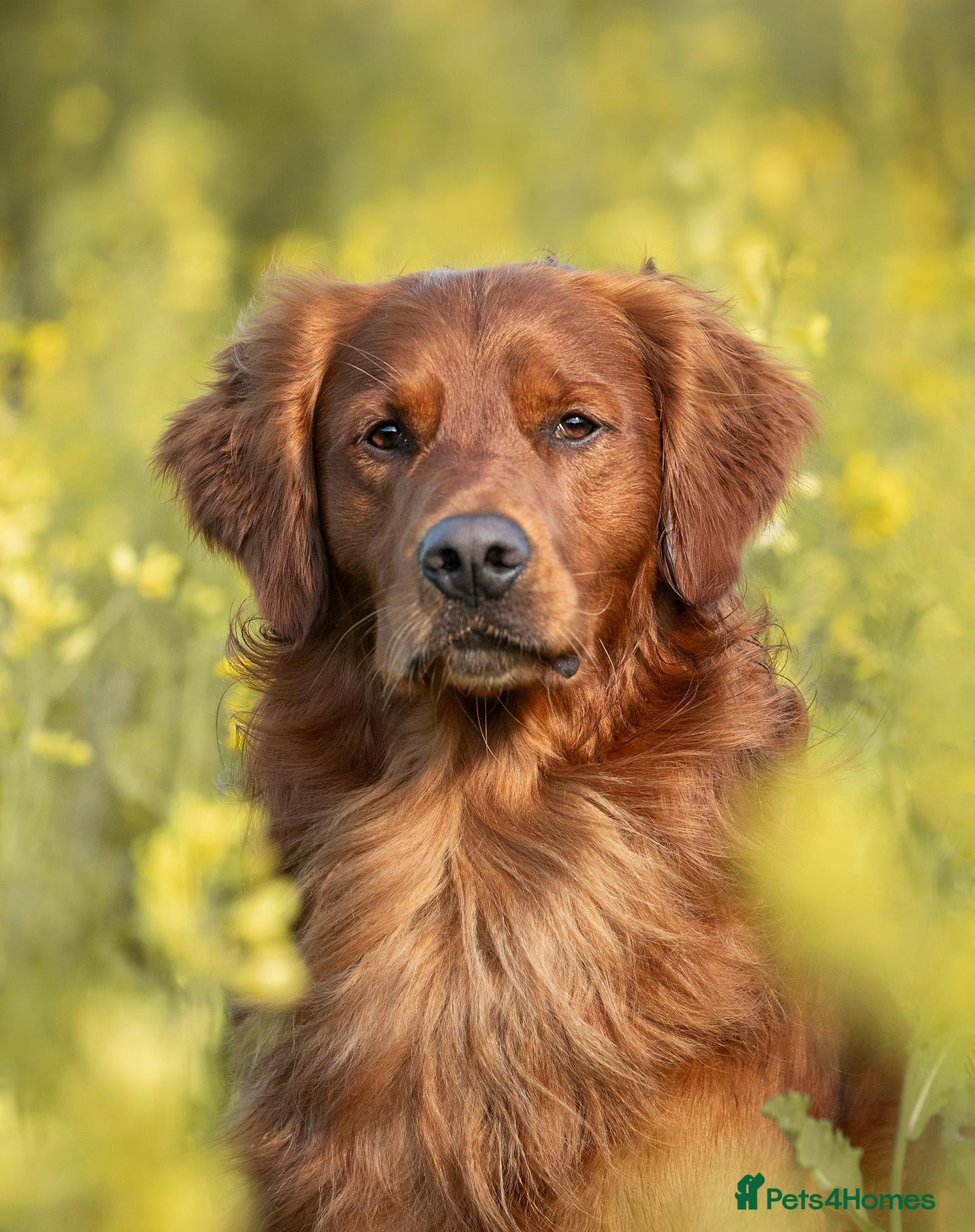 Golden Retriever dogs Stunning Golden Retriever at Stud - Advert 15