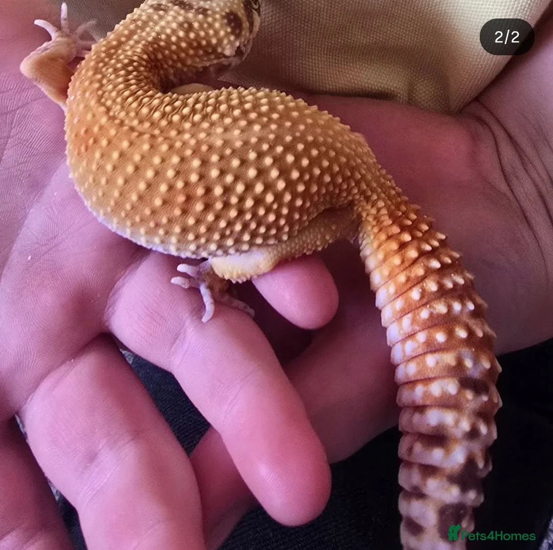 Leopard Gecko reptiles for sale: Various leopard gecko morphs nd equipment for sale in Maidstone - Advert 6