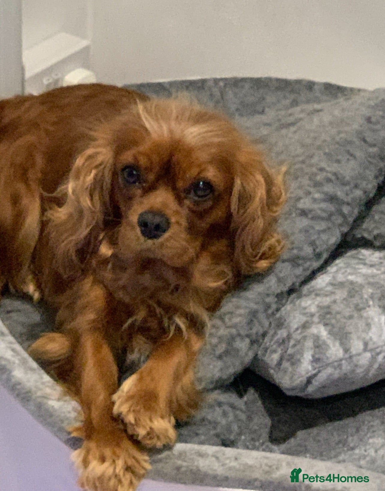 Cavapoo dogs F1, Full DNA tested & health checked clear parents - Advert 2