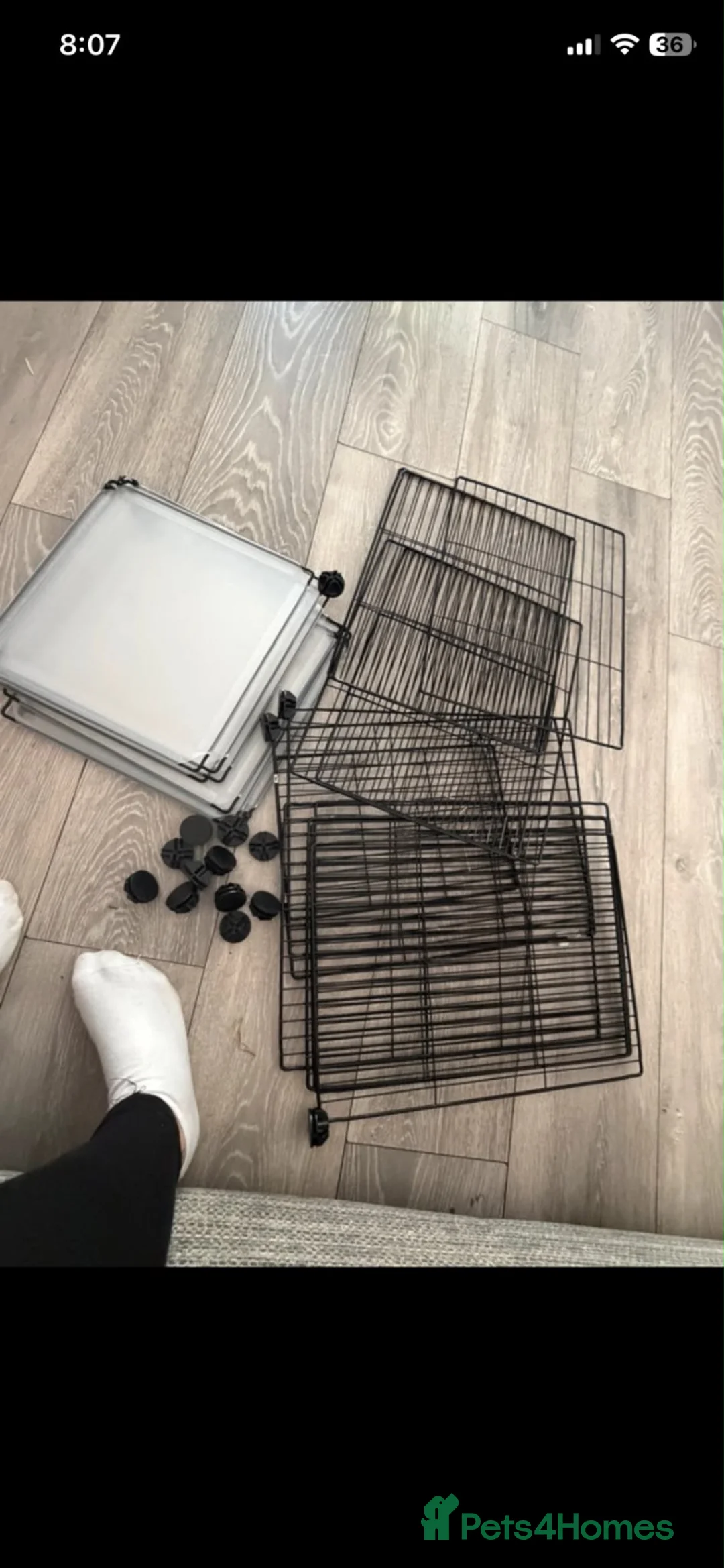 Guinea Pig rodents for sale: Mixed guinea pigs  in Sunderland - Advert 16