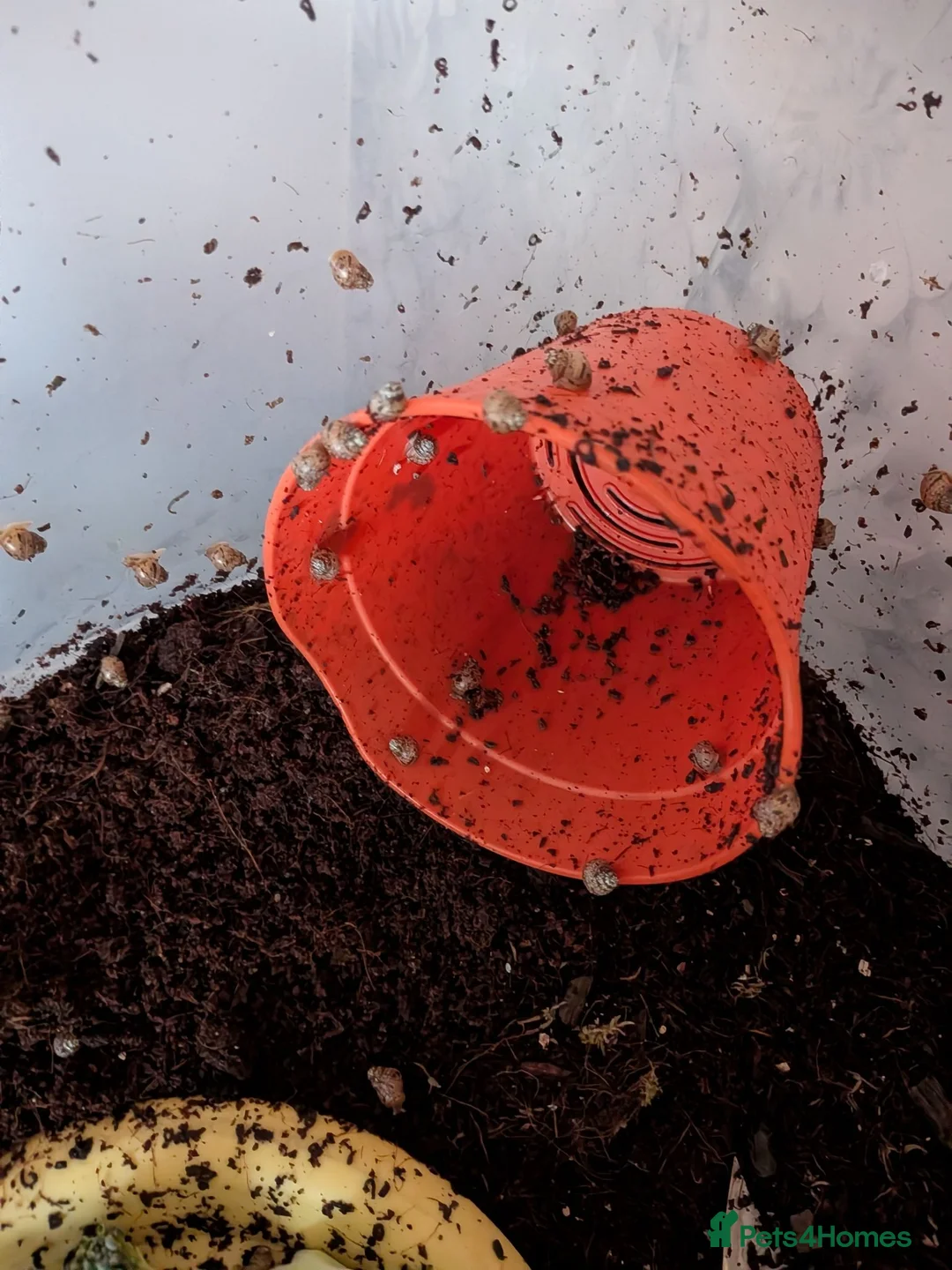 Snails invertebrates for sale: Giant African Land Snails  in Sheffield - Advert 2