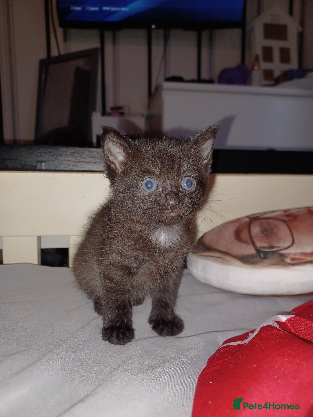 Mixed Breed cats for sale: Kittens for sale - Advert 8