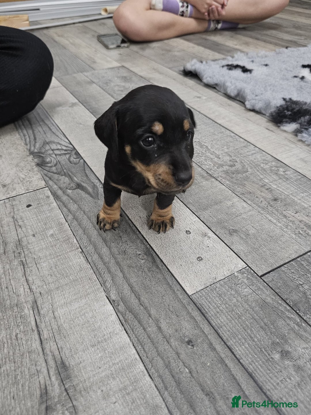 Dachshund dogs for sale: Kc wirehaired daschund puppies  - Image 24