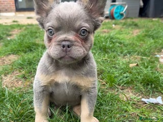 French Bulldog dogs REDUCED 1900 Last Pup! Quality Fluffy 🦁 READY 🏠 - Advert 19