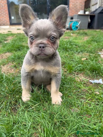 French Bulldog dogs REDUCED 1900 Last Pup! Quality Fluffy 🦁 READY 🏠 - Advert 11