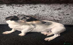 Jack Russell dogs for sale: Jack russel adult male for sale  - Image 2