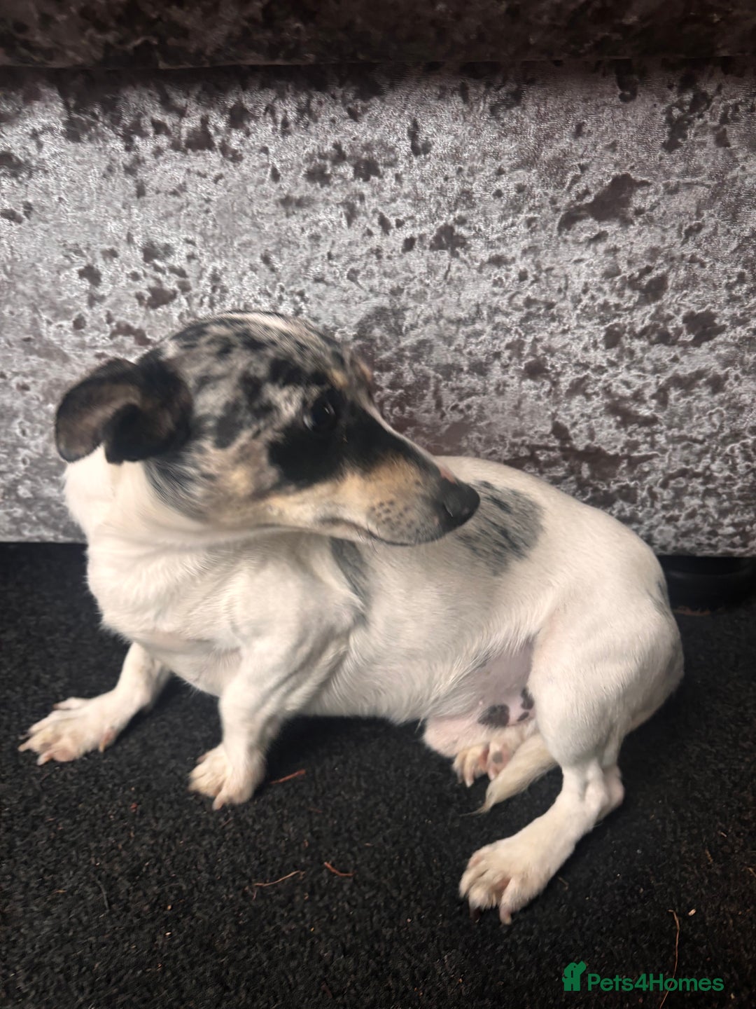 Jack Russell dogs for sale: Jack russel adult male for sale  - Image 2