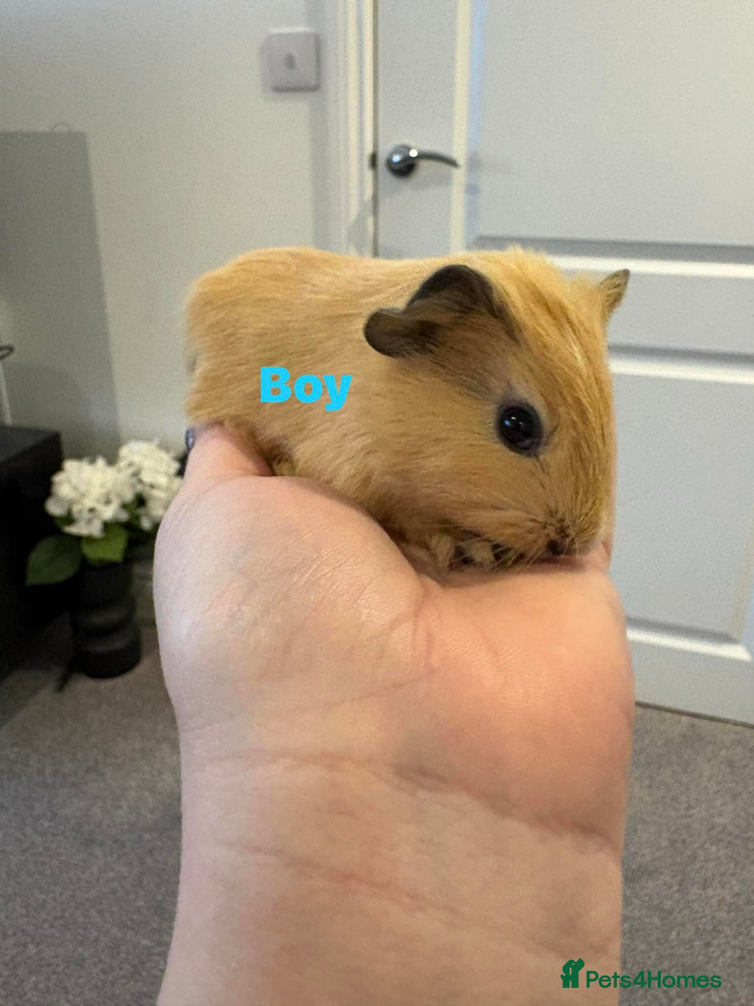 Guinea Pig rodents Ready to leave - Male & Female Guinea pigs  - Advert 14