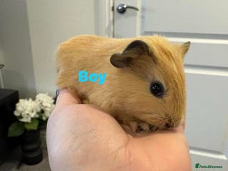 Guinea Pig rodents Ready to leave - Male & Female Guinea pigs - Advert 14