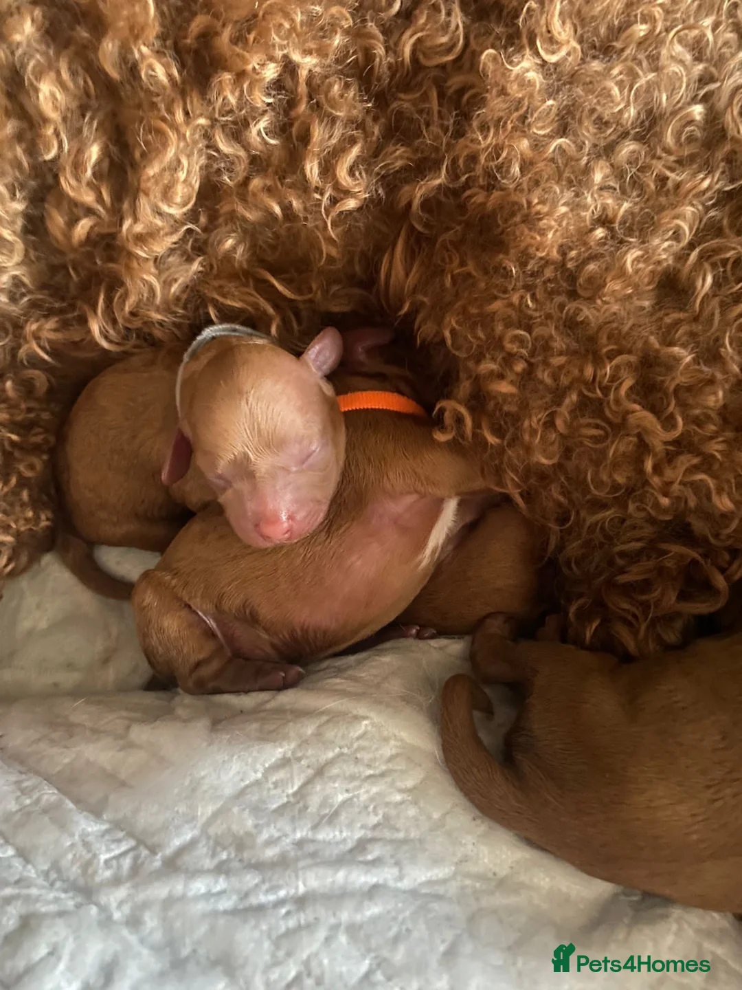 Cavapoo dogs for stud: NOW PROVEN Fully health tested cavapoo for stud in Ilkeston - Advert 8