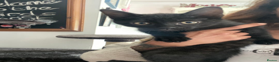 Mixed Breed Kitten 2