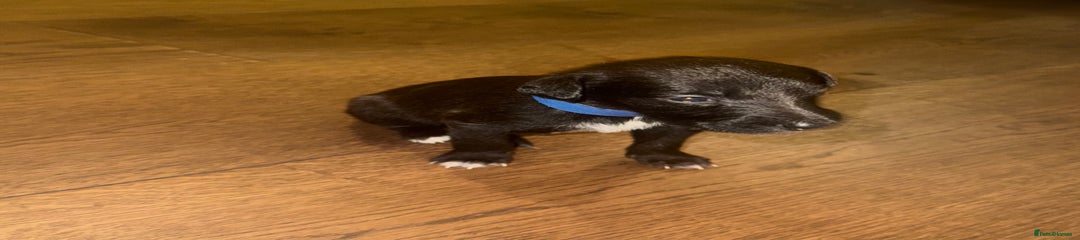 Beddy Whippet 1 💙