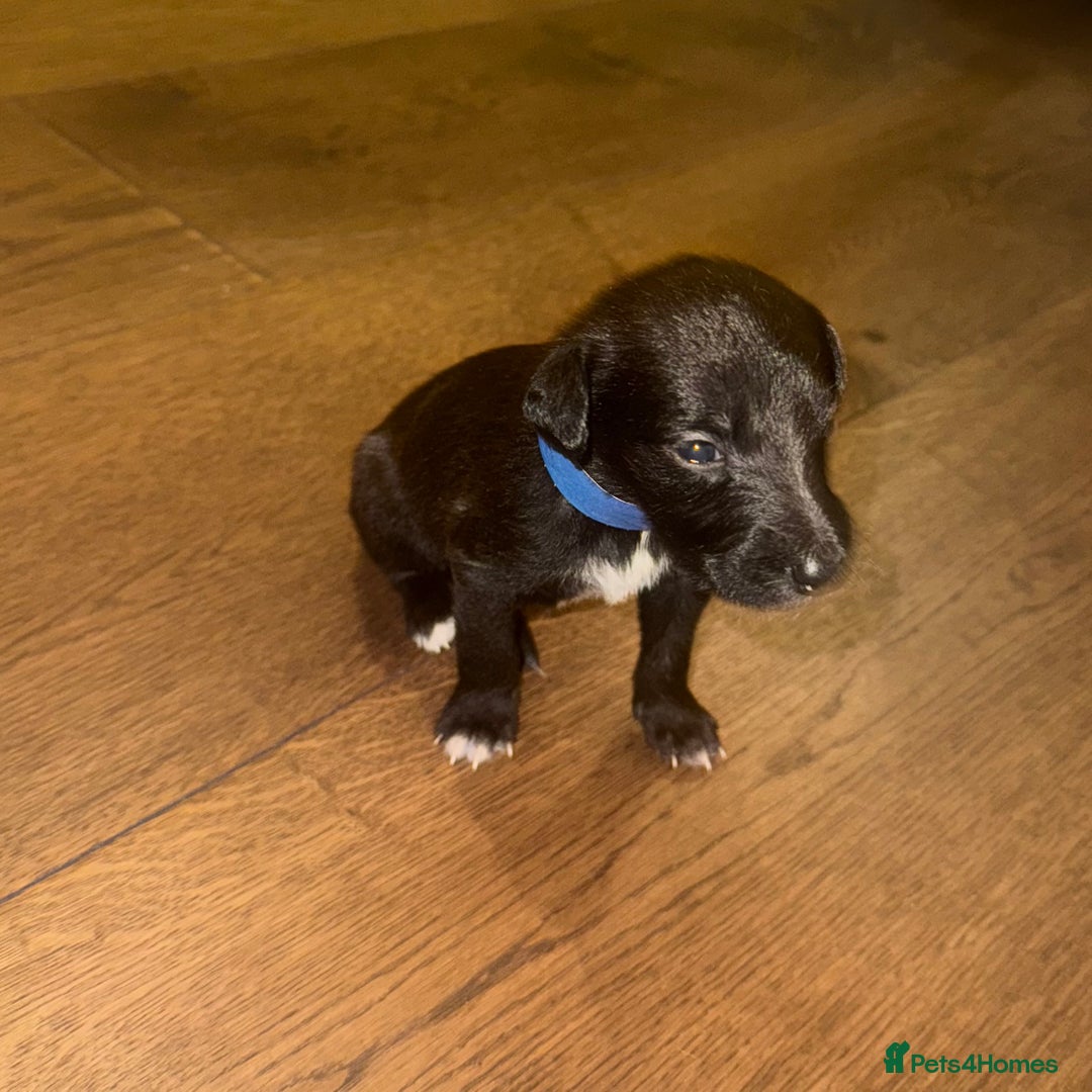 Mixed Breed dogs for sale: Stunning F1 Beddy Whippet Pups — Hearts Will Melt - Advert 9