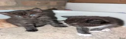 Mixed Breed cats for sale: Maine coon X kittens for sale.. - Advert 7
