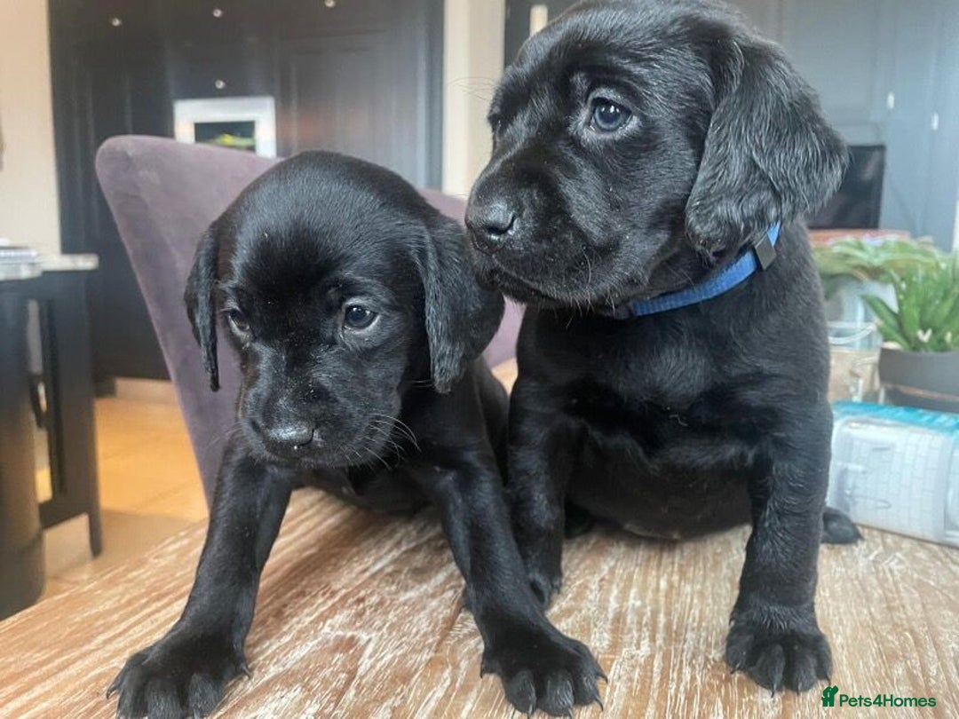 Labrador Retriever dogs for sale: Litter Of 9 Beautiful Black and Fox Red Puppies - Image 6