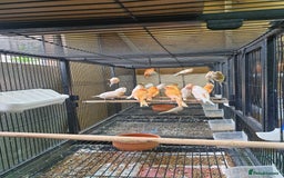 Canaries birds for sale: Canary for sale  - Image 19