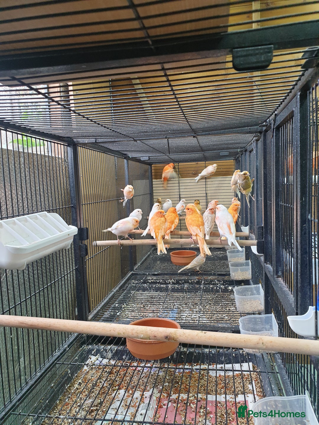 Canaries birds for sale: Canary for sale  - Image 19