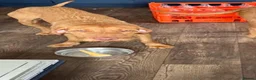 Hungarian Vizsla dogs for sale: Hungarian wire haired vizsla - Advert 5