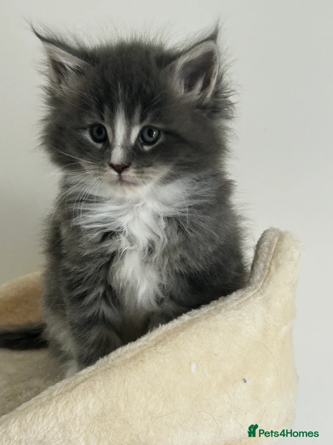 Maine Coon cats for sale: Find Your Purrfect Match! - Advert 28
