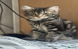 Mixed Breed cats for sale: Kittens for sale - Image 2