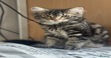 Mixed Breed cats - Advert 5