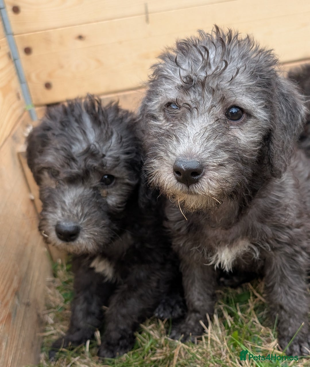 Bedlington Terrier dogs for sale: Bedlington terriers - working stock - Image 32