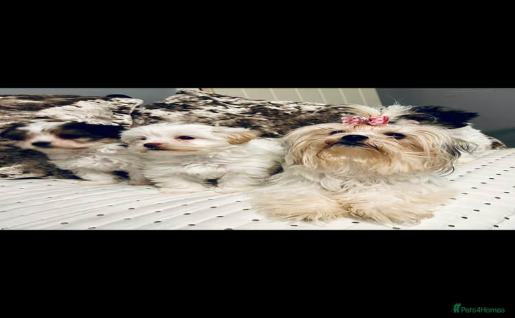 Biewer Terrier dogs - Advert 1