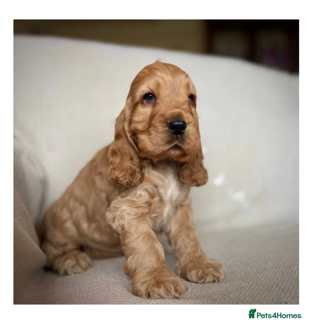 Cocker Spaniel dogs for sale: Stunning Show Cocker Spaniel puppies - Advert 4
