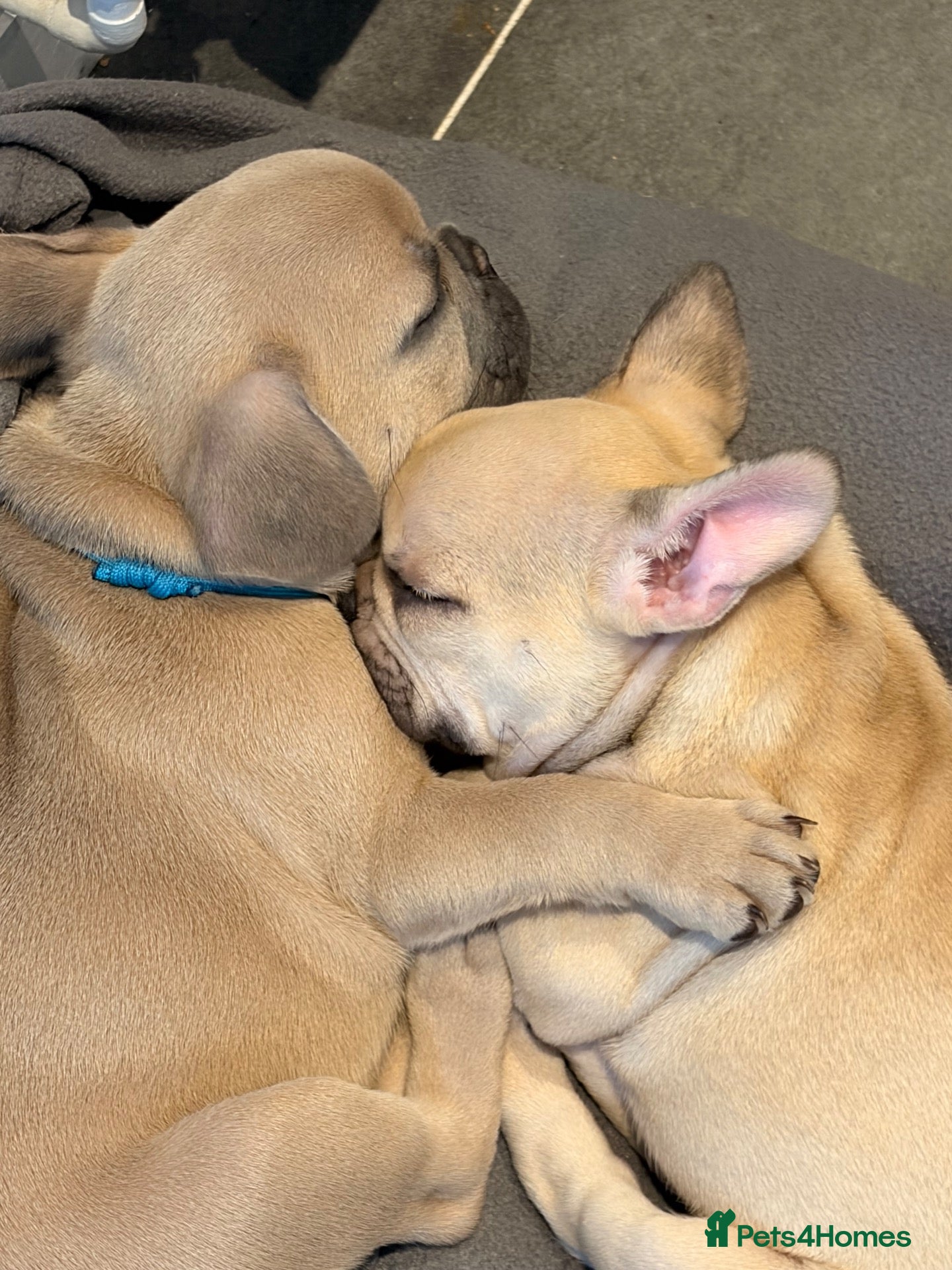 French Bulldog dogs 🐾 French Bulldog Puppies – ready for new homes 🐾 - Advert 3