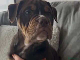 Olde English Bulldogge dogs 🔥Olde English bulldog puppies ready 2 leave🔥 - Advert 15