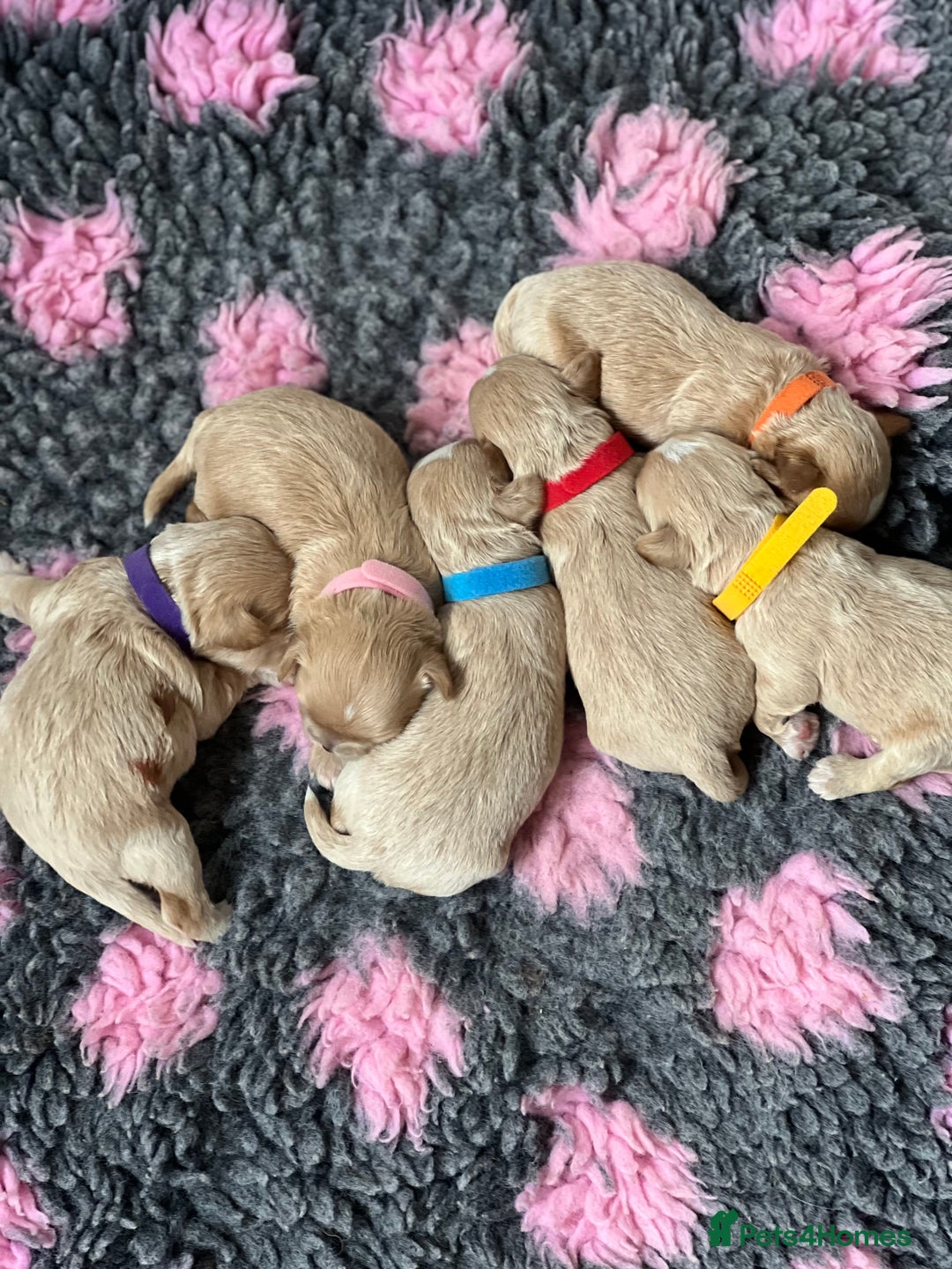 Shihpoo dogs for sale: Shihpoo puppies looking for homes - Image 6
