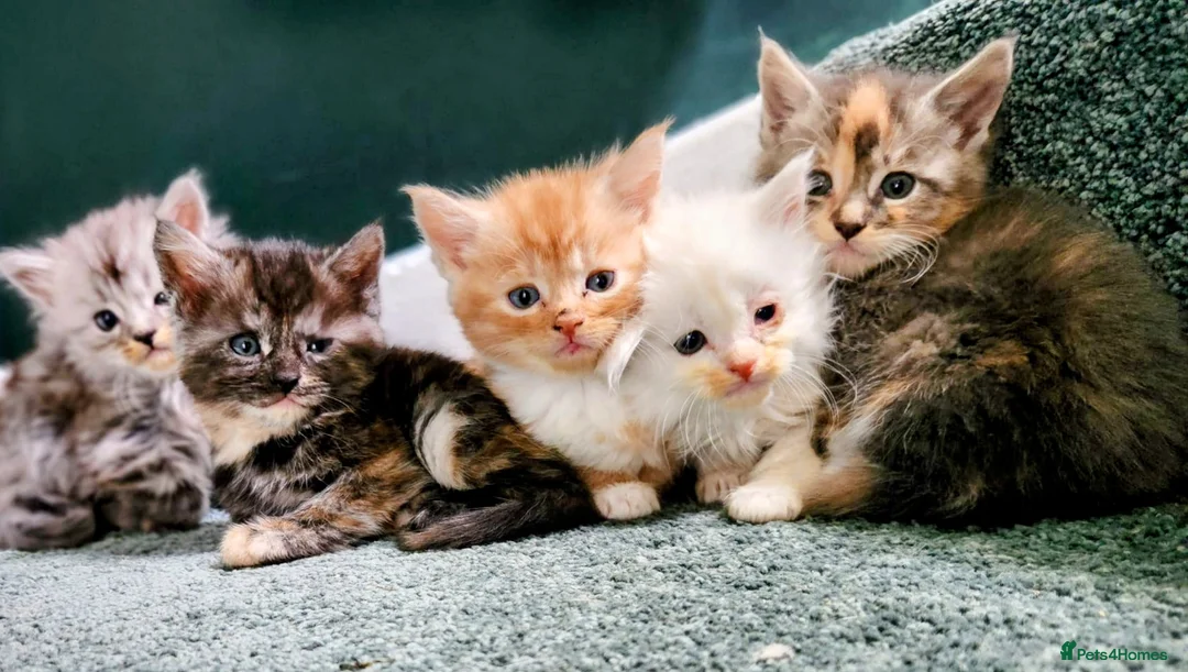 Maine Coon cats for sale: 5 beautiful pure bred Maine coons *3 BOYS LEFT - Advert 1
