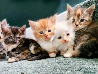 Maine Coon cats 5 beautiful pure bred Maine coons *3 BOYS LEFT - Advert 1