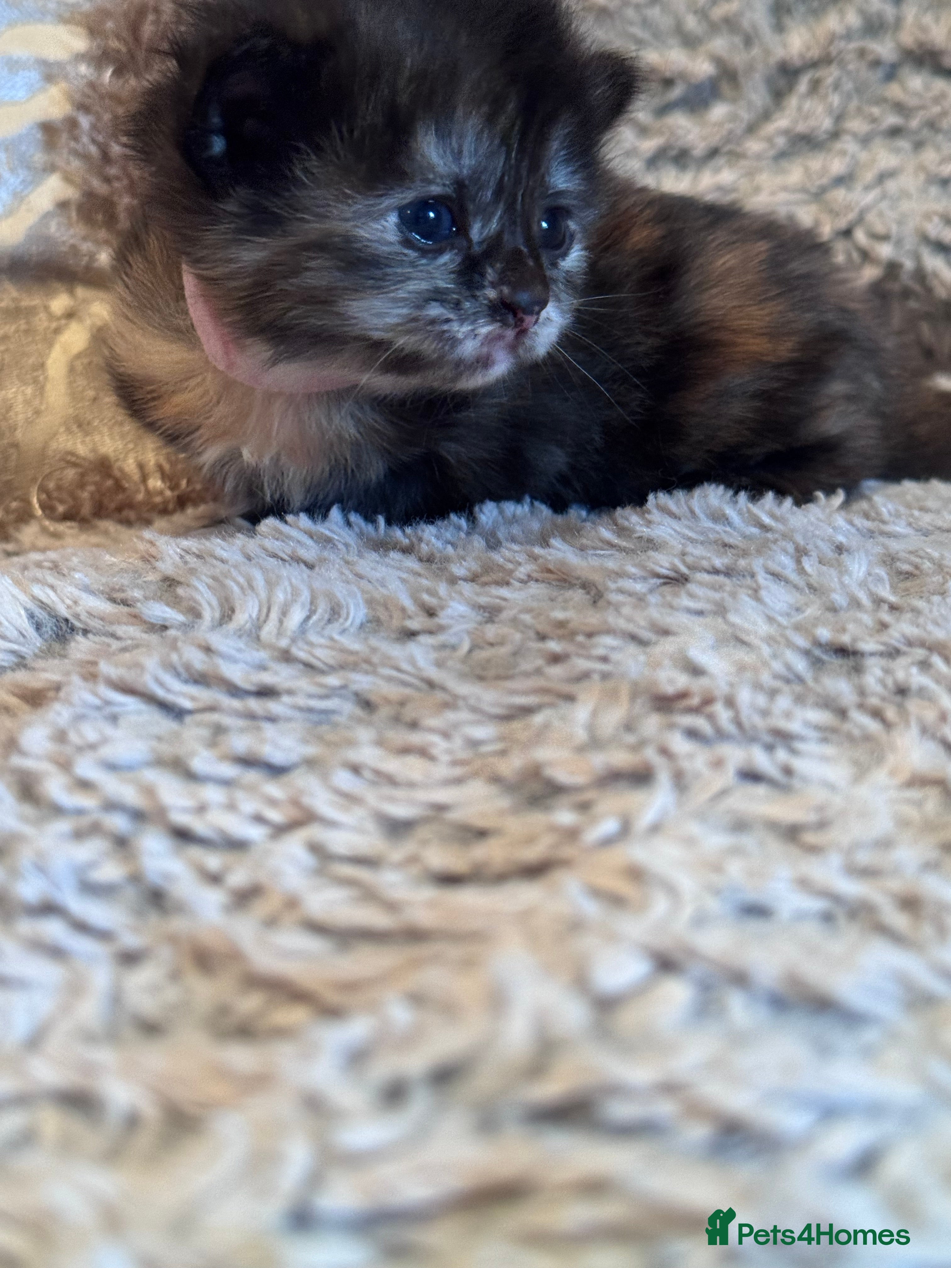 Mixed Breed cats 💎Persian X Maincoon X Nebelung💎 - Advert 2