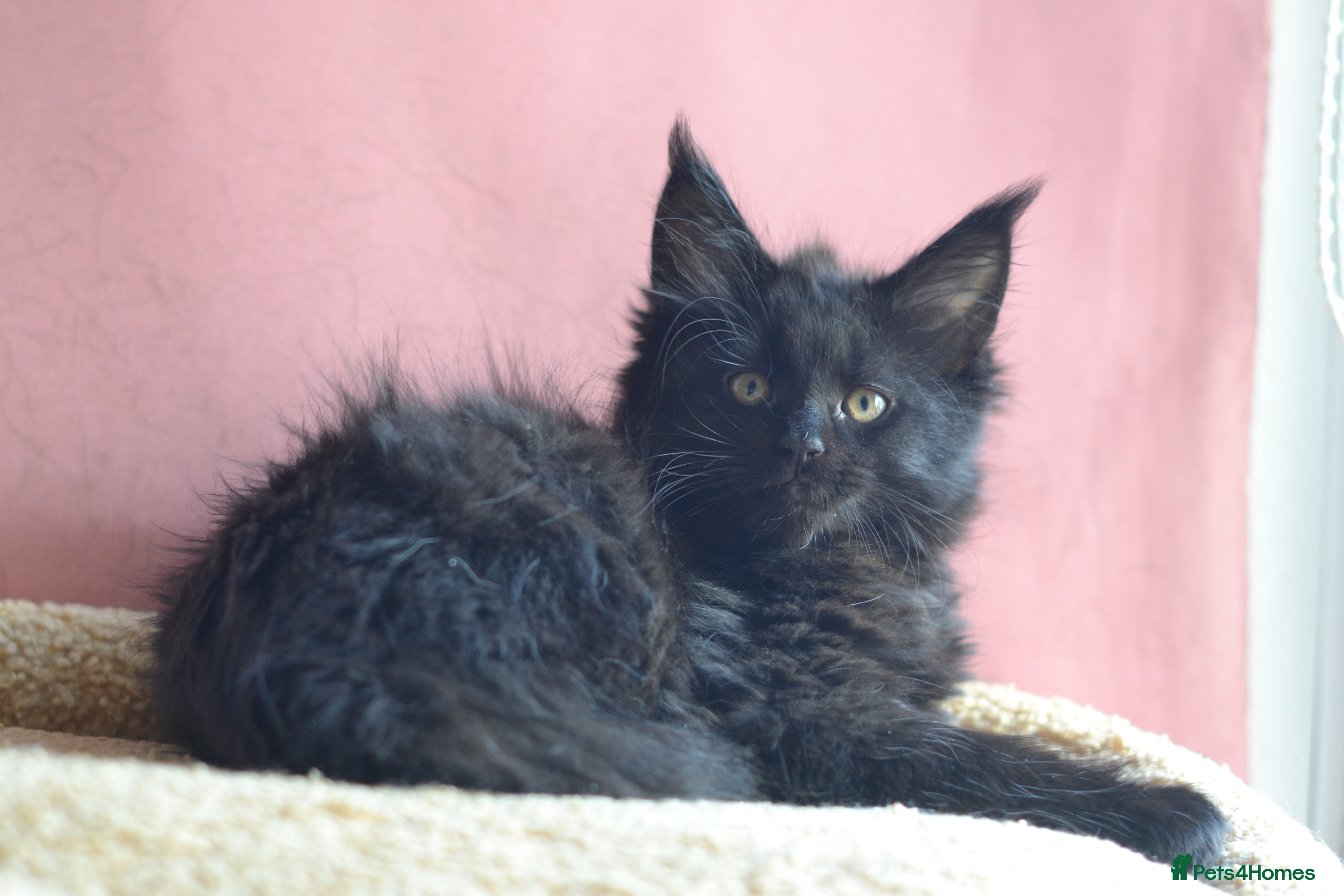 Maine Coon cats Tica registered Maine Coon boy for reservation - Advert 14