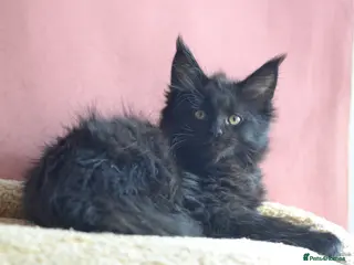 Maine Coon cats Tica registered Maine Coon boy for reservation - Advert 14