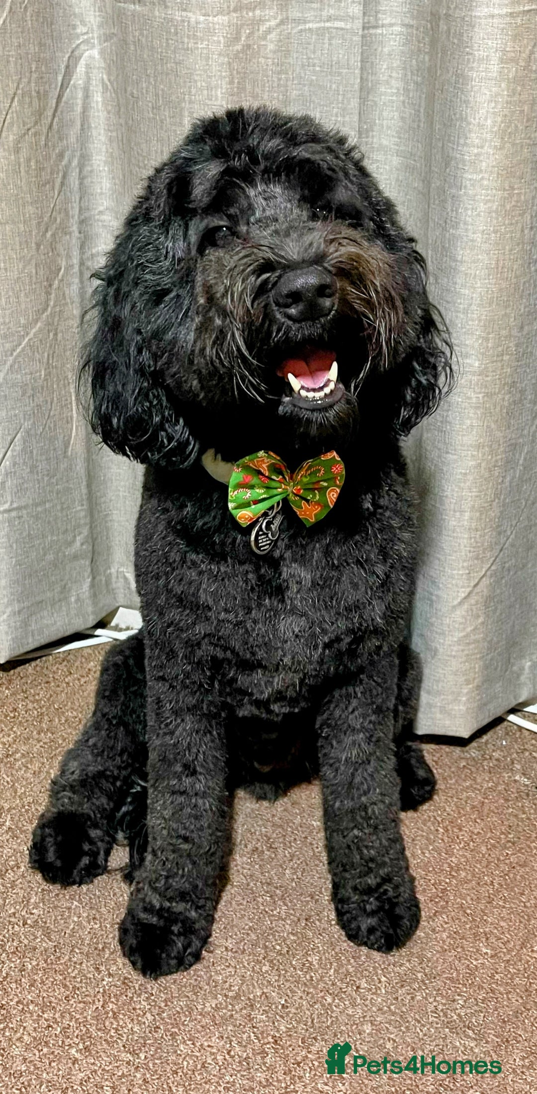 Cockapoo dogs for sale: George - Image 5