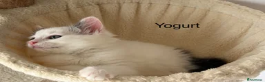 Yogurt