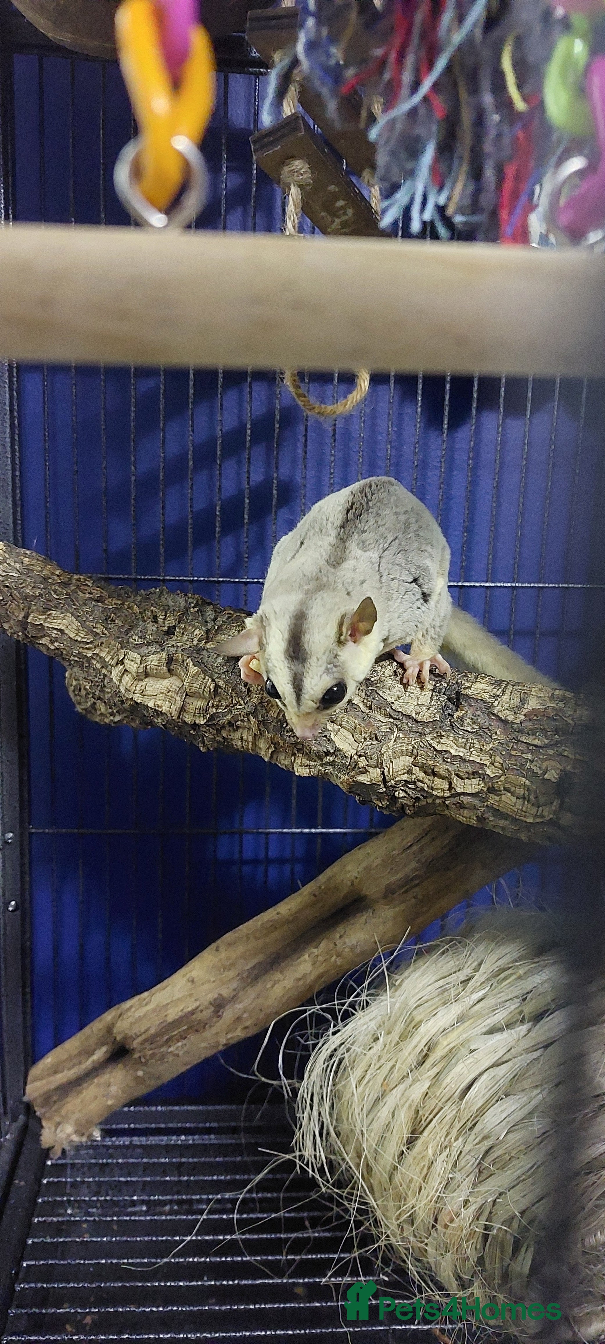 Sugar Glider rodents Breeding pair of sugar gliders - Advert 1