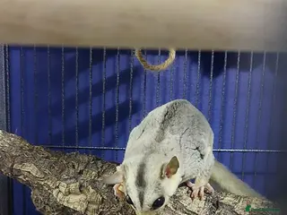 Sugar Glider rodents Breeding pair of sugar gliders - Advert 1