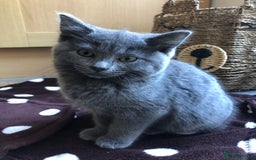 British Shorthair cats for sale: Two Beautiful British Shorthair Boys - Image 18