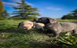 Labrador Retriever dogs for sale: 🐾Meet our adorable silver & charcoal lab pupps🐾  - Image 15