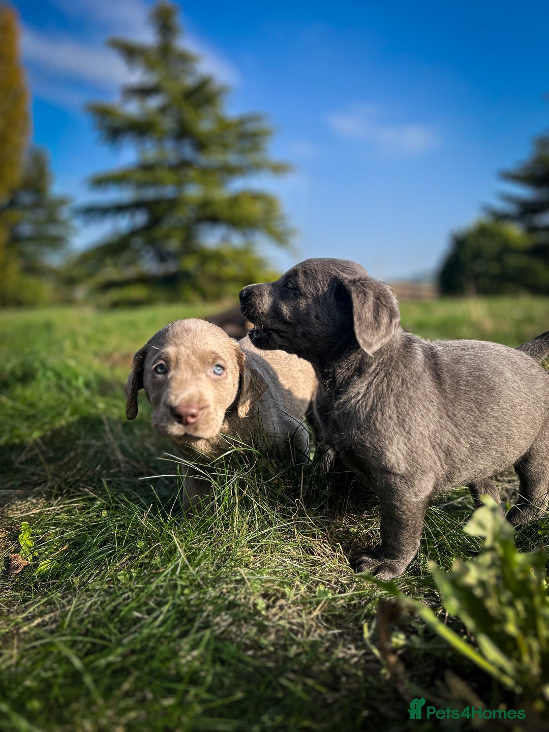 Labrador Retriever dogs for sale: 🐾Meet our adorable silver & charcoal lab pupps🐾  - Image 15